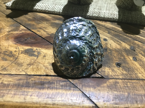 Big conch shell ring (6.5)